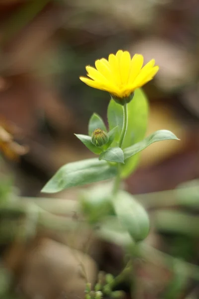 çiçek - calendula