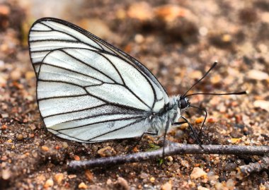 Kelebek siyah damarlı beyaz (Aporia Crataegi)