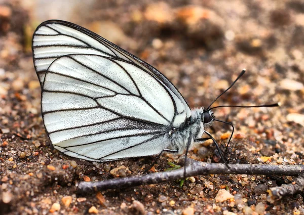 Kelebek siyah damarlı beyaz (Aporia Crataegi)