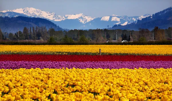 Yellow Red Purple Tulips Flowers Snow Mountains Skagit Valley Wa — Stock Photo, Image