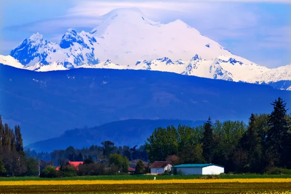 Mount Baker Skagit völgy sárga virágok Washington állam — Stock Fotó
