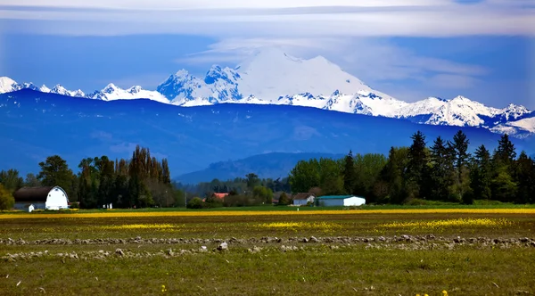 Mount Baker Skagit Valley Flores Amarillas Estado de Washington — Foto de Stock