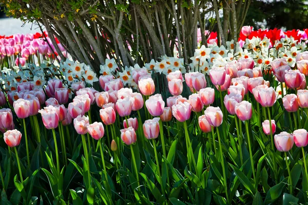 Pink Tulips Daffodils Flowers Skagit Valley Washington State — Stock Photo, Image