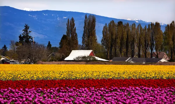 紫の赤の黄色のチューリップの花スカジット バレー ワシントン州 — ストック写真