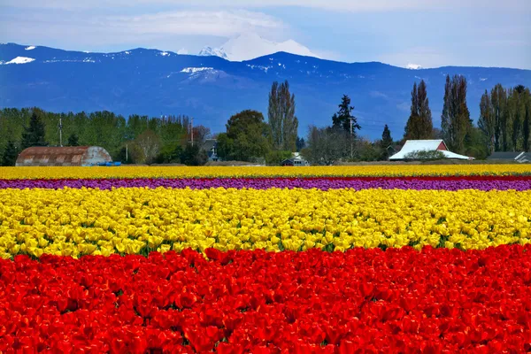 Tulipas amarelas vermelhas flores Mt Baker Skagit Valley Washington Stat — Fotografia de Stock