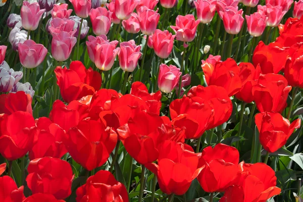 Red Pink Tulips Flores Skagit Valley Washington State — Fotografia de Stock