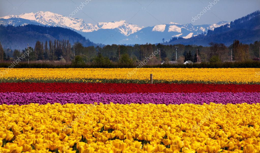 Bildergebnis für Spring in Washington State mountains