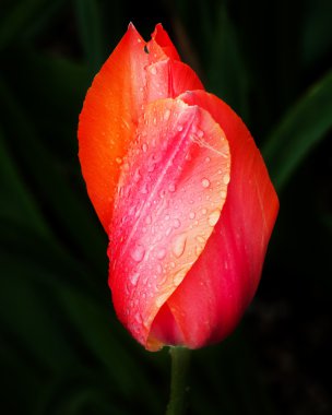 pembe orange tulip çiçek skagit Vadisi washington Eyaleti