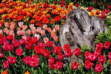 Colorful Tulips Flowers Wood Skagit Valley Washington State clipart