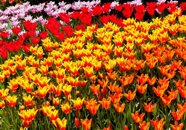 Red Yellow Orange Tulips Flowers Skagit Valley Washington State — Stock Photo, Image