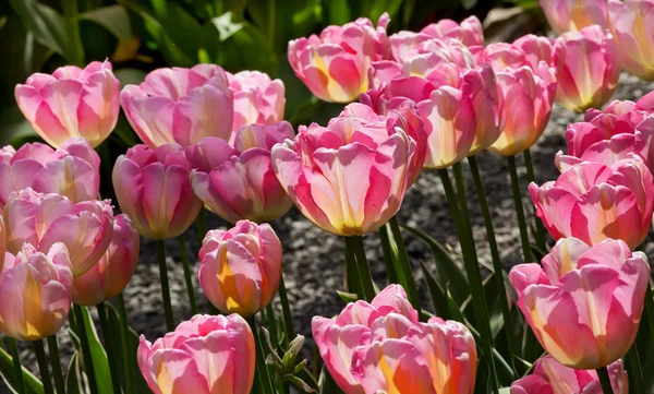 Pink Yellow Tulips Flowers Skagit Valley Washington State — Stock Photo, Image