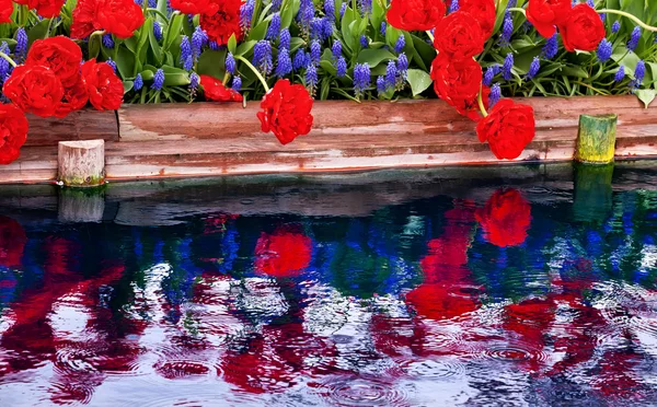 Stock image Red Tulips Blue Grape Hyacinth Reflection Skagit Valley Washingt