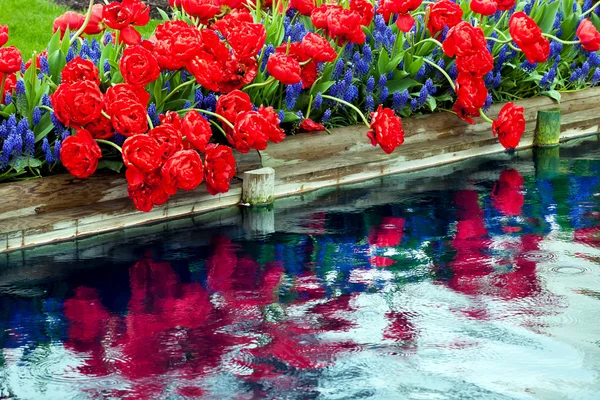 Red Tulips Blue Grape Hyacinth Reflection Skagit Valley Washingt — Stock Photo, Image