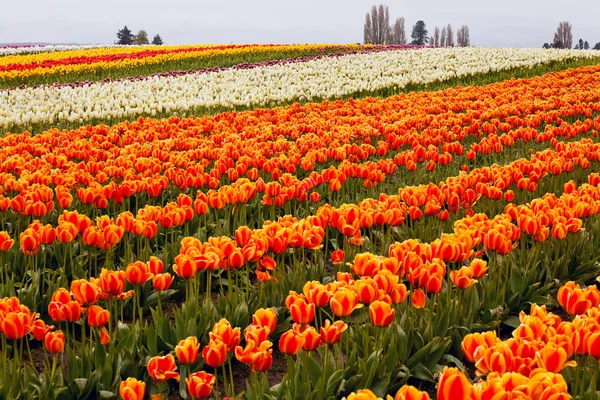 Rouge Orange Blanc Jaune Tulipes Fleurs Champ Skagit Valley Washi — Photo