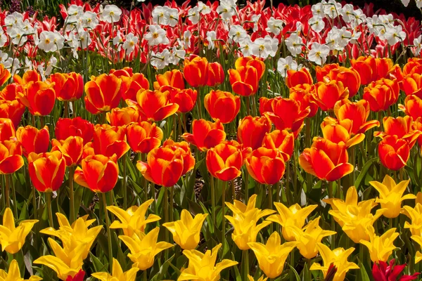 Vermelho Amarelo Tulipas Flores Skagit Valley Washington State — Fotografia de Stock