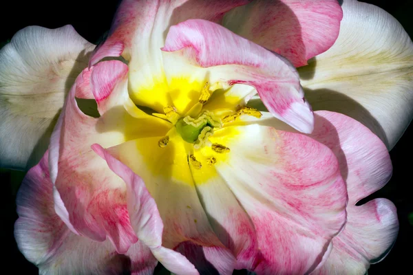 ピンクの白いフリル チューリップ花スカジット バレー ワシントン州 — ストック写真