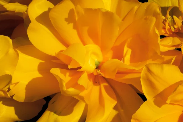 黄色のチューリップ フリル ブラック backgroundn 花スカジット バレー和紙 — ストック写真
