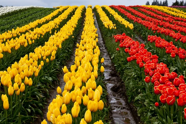 Red Yellow Tulip Hills Fleurs Skagit Valley Washington State — Photo