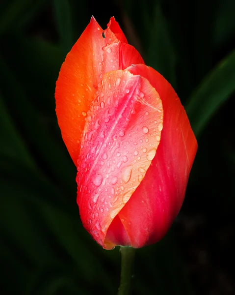 Pink Orange Tulip Flower Skagit Valley Washington State Stock Picture
