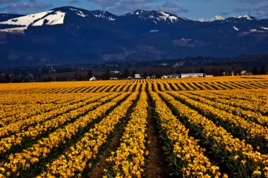 Spring Yellow Daffodil Row Flowers Skagit Valley Washington Stat clipart