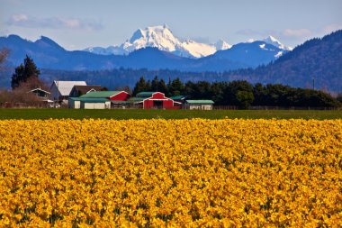 Mount Shuksan Skagit Valley Yellow Daffodils Flowers Washington clipart