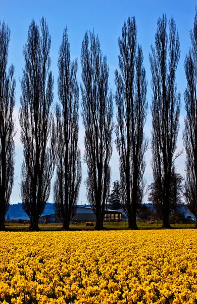 Sarı nergis çiçekleri servi ağaçları skagit Vadisi washington — Stok fotoğraf