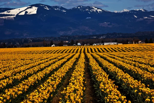 Lente gele narcissen rij bloemen skagit valley washington stat — Stockfoto