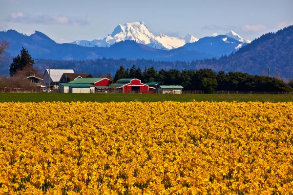 Mount shuksan skagit údolí žluté narcisy květiny washington — Stock fotografie