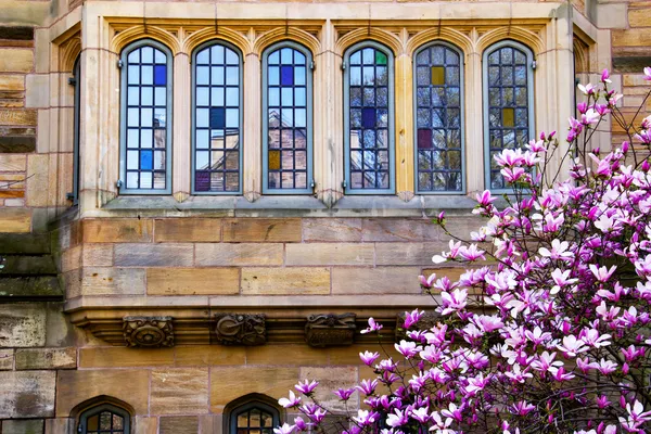 Yale universiteit magnolia windows reflectie — Stockfoto
