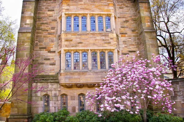 Йельский университет Викторианское здание Магнолия Окна — стоковое фото