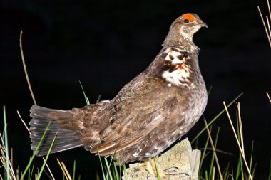 Yolluk Kanada Orman Tavuğu falcipennis canadensis washington kapatmak