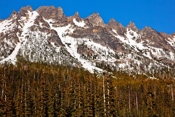 Canguru nevado Ridge Washington Pass Verão Norte Cascatas Nati — Fotografia de Stock