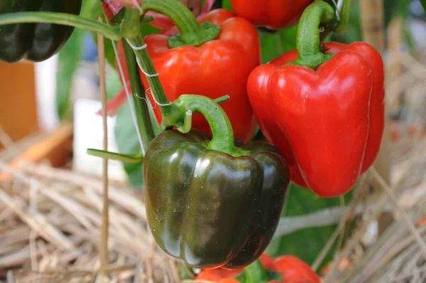 Growing red peppers — Stock Photo, Image