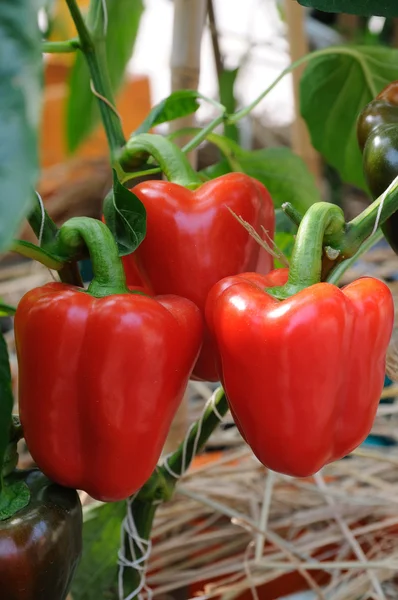 Groeiende paprika — Stockfoto