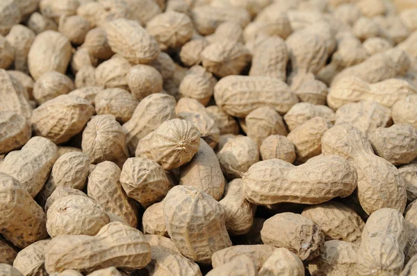 Фон арахиса — стоковое фото