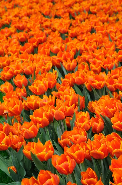Hermosos tulipanes naranja — Foto de Stock