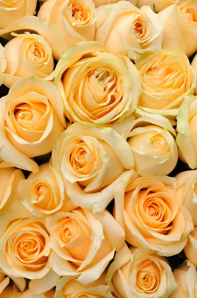 Оранжевые розы — стоковое фото