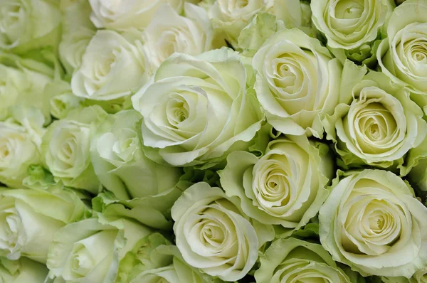 Witte rozen — Stockfoto