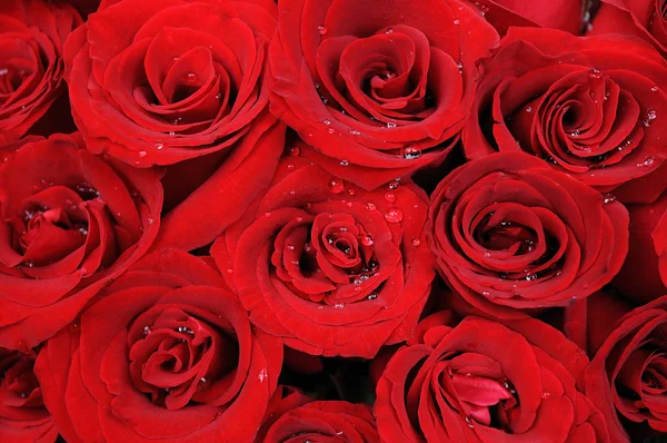 Rote Rosen Hintergrund — Stockfoto