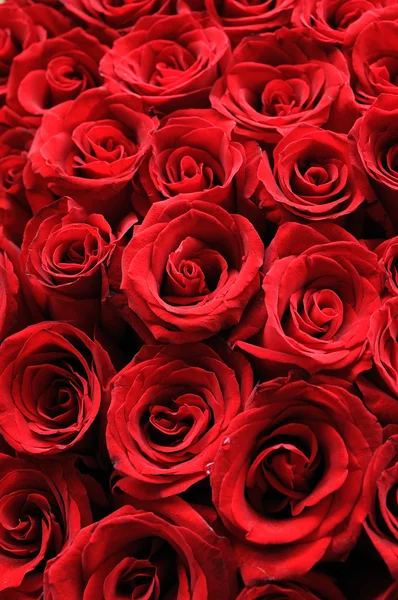 빨간 장미 배경 — 스톡 사진