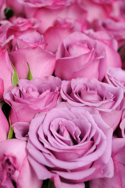 Paarse rozen achtergrond — Stockfoto