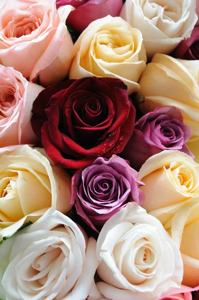 Blandade färg av rosor — Stockfoto