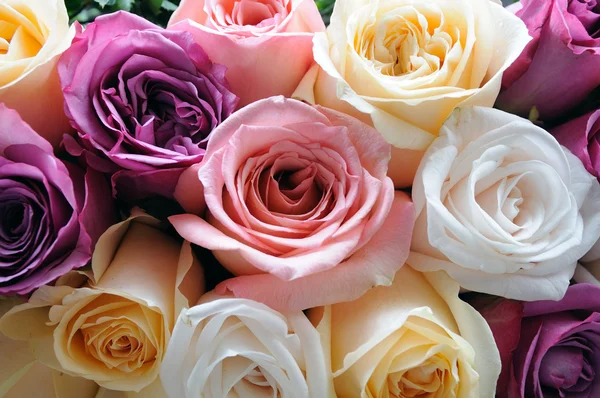 Cor variada de rosas — Fotografia de Stock
