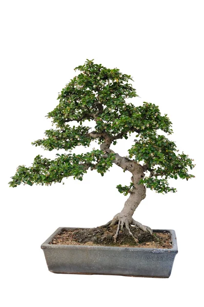Bonsai-Baum — Stockfoto