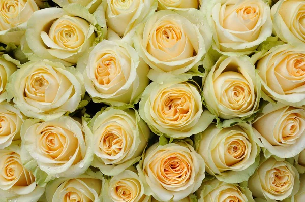 Rosas de color crema —  Fotos de Stock