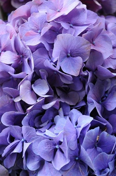 stock image Purple hydrangea macrophylla