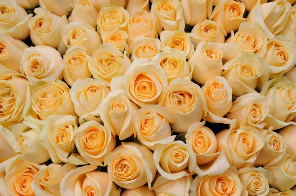 Оранжевые розы Стоковое Изображение