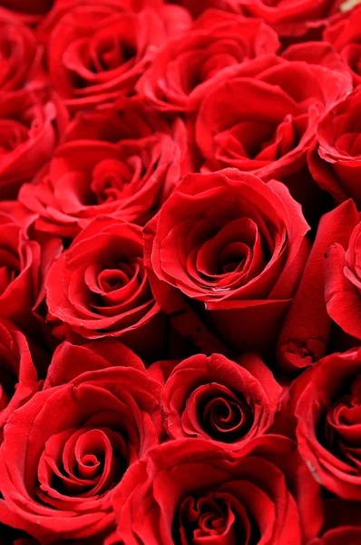 Piros rózsák háttér — Stock Fotó