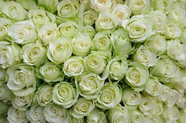Witte rozen Rechtenvrije Stockafbeeldingen