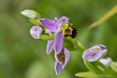 Arı orkide (Orchis Apifera)